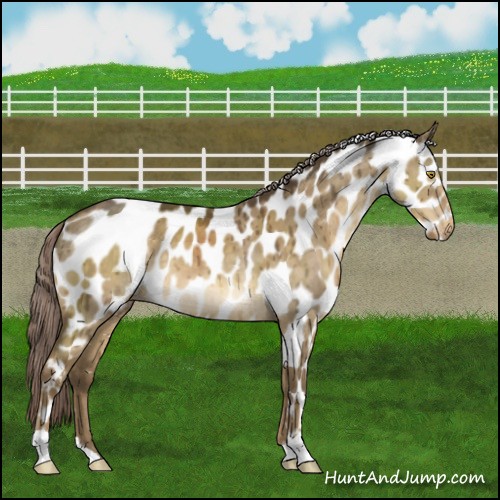 Horse Color:Chocolate Palomino Dun Appaloosa Brindle