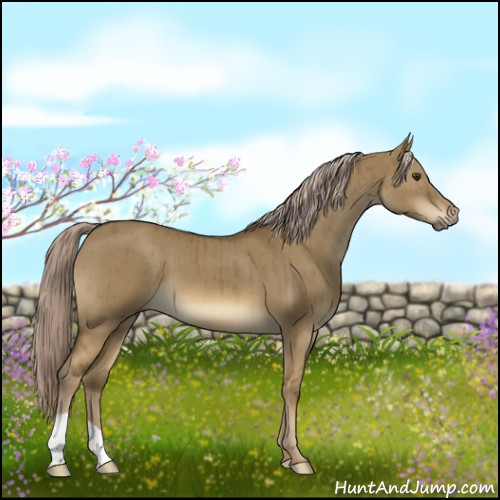 Horse Color:Chocolate Palomino Dun Brindle 