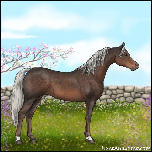 Horse Color:Liver Chestnut Mushroom 