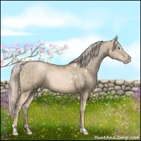 Horse Color:Cremello  and White Spotted Chocolate Palomino Pearl 