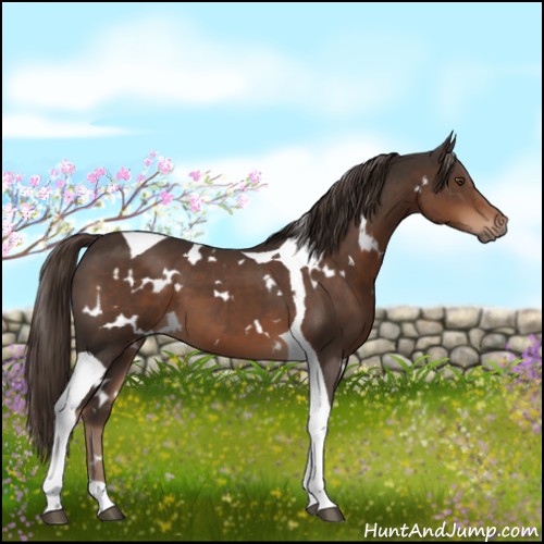 Horse Color:White Spotted Liver Chestnut Tobiano