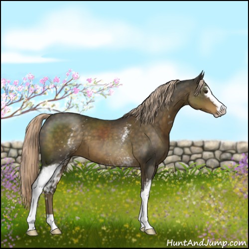 Horse Color:White Spotted Chocolate Palomino Sabino 