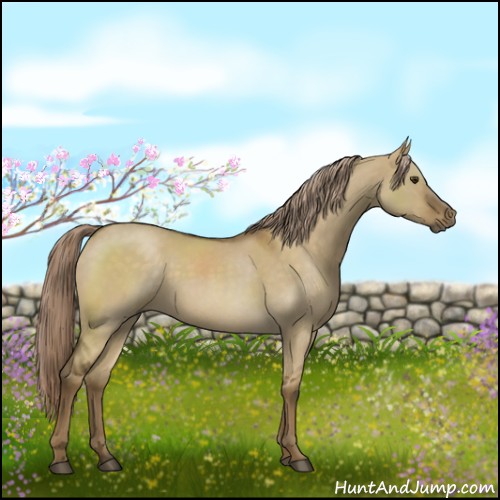 Horse Color:Chocolate Palomino Roan Dun 
