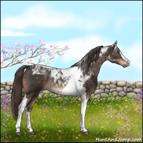 Horse Color:Liver Chestnut Sabino Tobiano Rabicano 