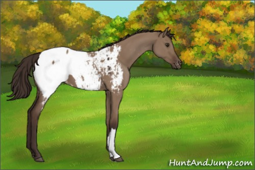 Horse Color:Liver Red Dun Appaloosa 