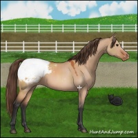 Horse Color:Bay Dun Mushroom Snowcap 