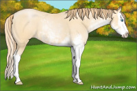 Horse Color:Buckskin Pearl Sabino Splash