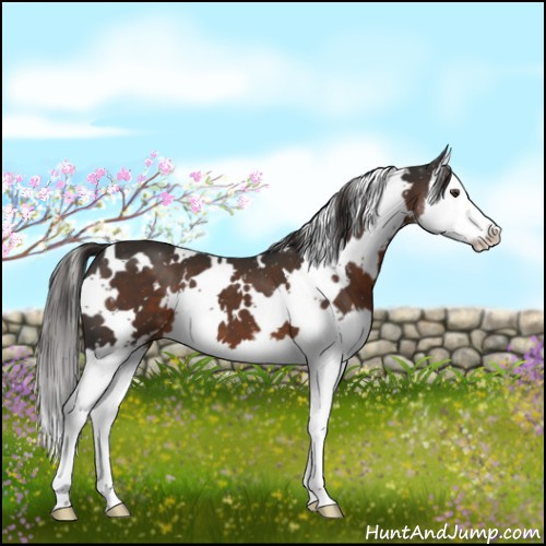 Horse Color:White Spotted Liver Chestnut Sabino Splash 
