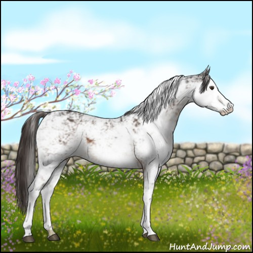 Horse Color:Liver Chestnut Sabino 