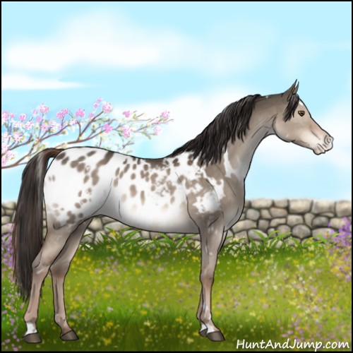 Horse Color:White Spotted Liver Red Dun Blanket