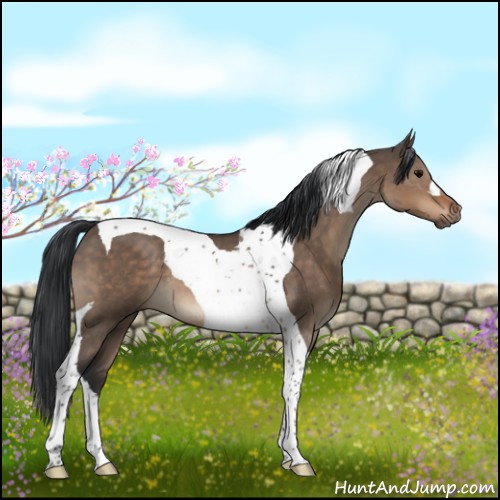 Horse Color:Brown Dun Tobiano 