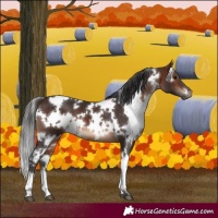 Horse Color:White Spotted Brown 