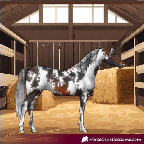 Horse Color:White Spotted Bay 