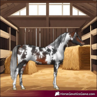 Horse Color:White Spotted Bay 