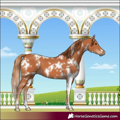 Horse Color:White Spotted Chestnut 