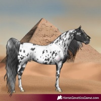 Horse Color:White Spotted Black Appaloosa