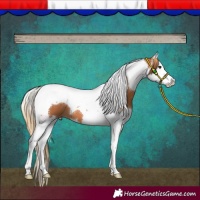 Horse Color:Chestnut Splash Tobiano 