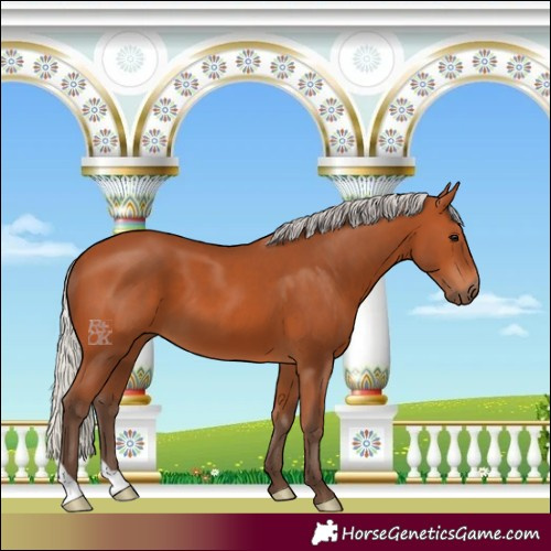 Horse Color:Silver Bay 