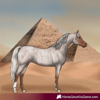 Horse Color:Silver Blue Roan 