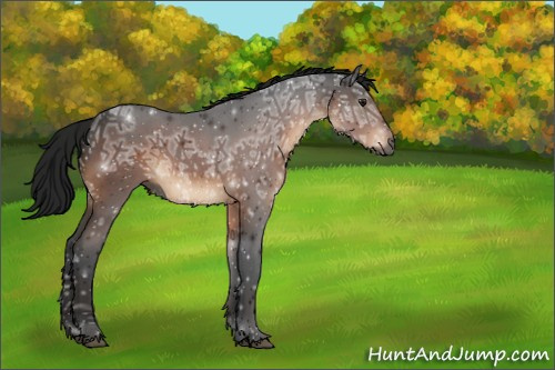 Horse Color:Gray Brown Ice Roan