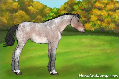 Horse Color:Brown Ice Roan 