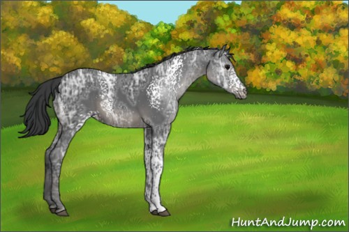 Horse Color:White Spotted Black Ice 