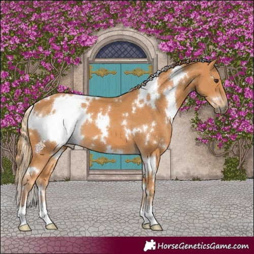 Horse Color:White Spotted Chestnut 