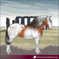 Horse Color:White Spotted Bay Splash Appaloosa 