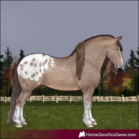 Horse Color:White Spotted Sable Champagne Splash Appaloosa Rabicano 