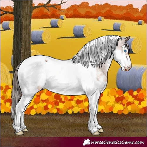 Horse Color:White Spotted Bay Splash Tobiano Frame Appaloosa 