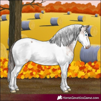 Horse Color:White Spotted Bay Splash Tobiano Frame Appaloosa 