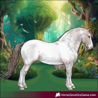 Horse Color:White Spotted Brown Roan Splash Appaloosa Rabicano 