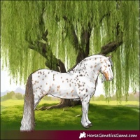 Horse Color:White Spotted Buckskin Splash Near Leopard 