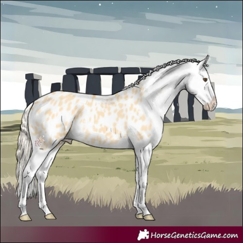 Horse Color:Palomino Dun Appaloosa 