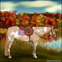 Horse Color:White Spotted Red Dun