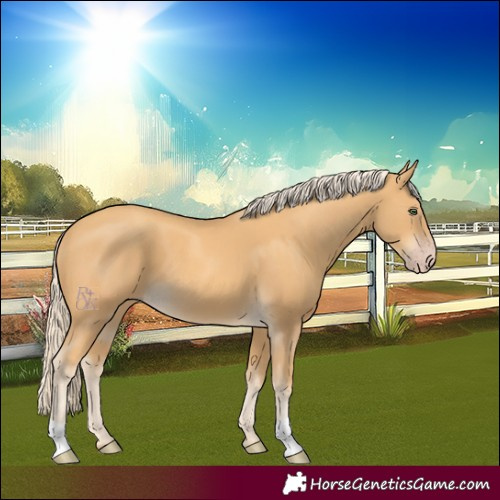 Horse Color:Gold Cream Champagne