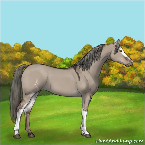 Horse Color:White Spotted Liver Red Dun Mushroom 