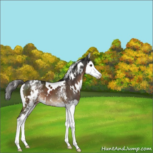 Horse Color:White Spotted Liver Chestnut Splash 