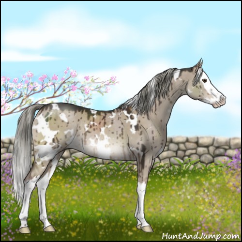 Horse Color:White Spotted Liver Red Dun Mushroom Splash Rabicano Brindle