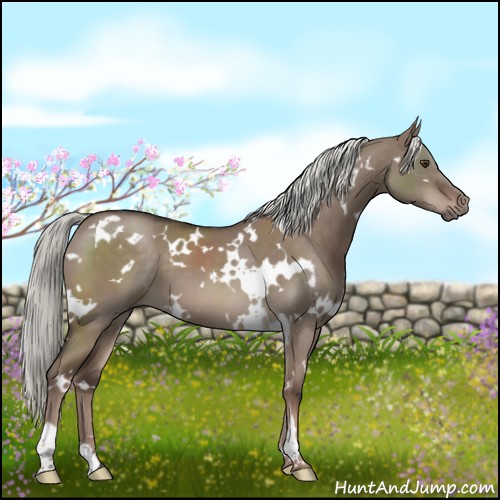 Horse Color:White Spotted Liver Red Dun Mushroom