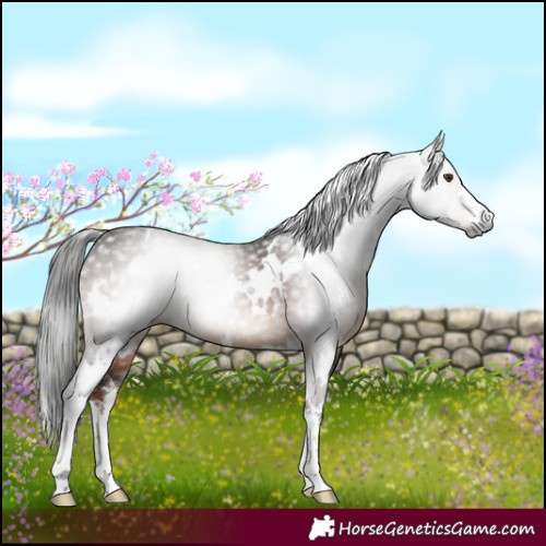Horse Color:Gray White Spotted Liver Chestnut 