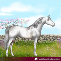 Horse Color:Gray White Spotted Liver Chestnut