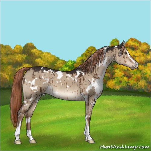 Horse Color:White Spotted Liver Red Dun Sabino Brindle 