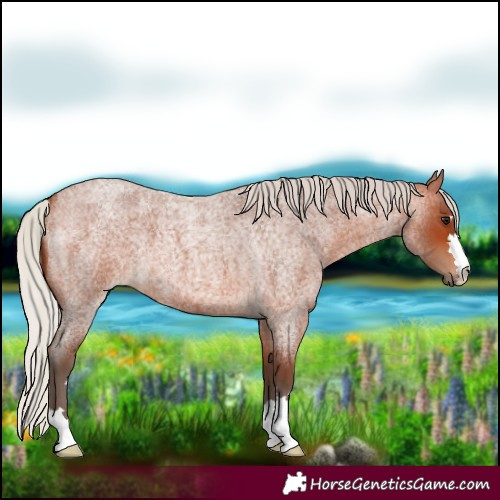 Horse Color:Silver Bay Roan
