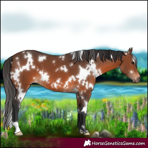 Horse Color:White Spotted Brown 