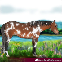 Horse Color:White Spotted Brown
