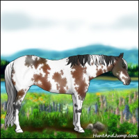 Horse Color:White Spotted Brown