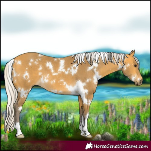 Horse Color:White Spotted Silver Buckskin 
