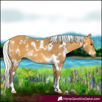 Horse Color:White Spotted Silver Buckskin 
