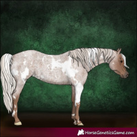 Horse Color:White Spotted Silver Blue Roan 